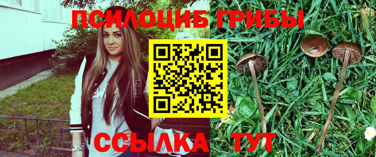 Псилоцибиновые грибы GOLDEN TEACHER Черняховск